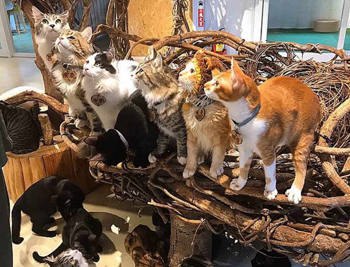 貓奴快衝!新店「貓咪咖啡廳」有50隻喵星人坐鎮,超過2小時互動吸貓吸到爽 貓奴快衝!新店「貓咪咖啡廳」有50隻喵星人坐鎮,超過2小時互動吸貓吸到爽