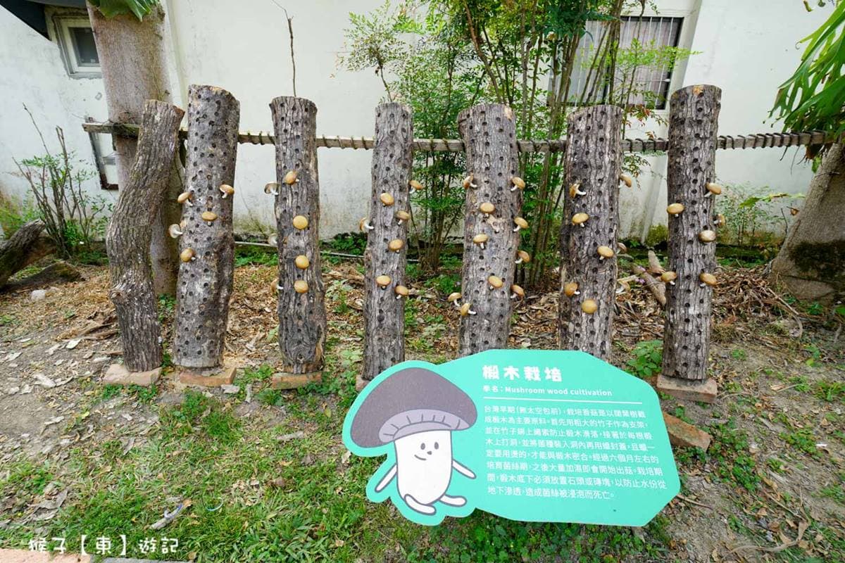 免門票入園!南投「親子生態農場」體驗香菇現採現烤,還能免費喝新鮮菇湯 免門票入園!南投「親子生態農場」體驗香菇現採現烤,還能免費喝新鮮菇湯