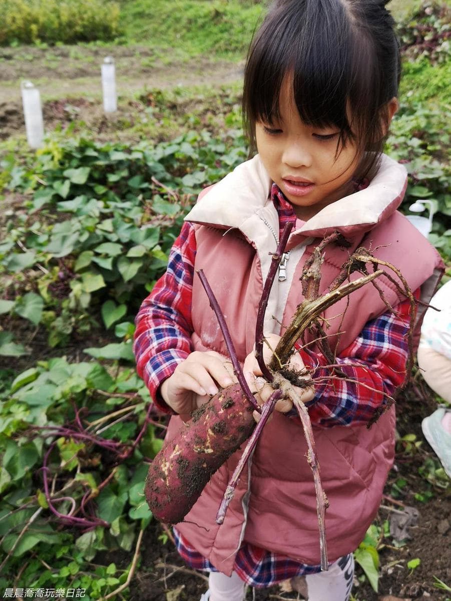 玩整天也不膩!台北「親子農場」體驗焢窯+挖地瓜,還能採草莓、蘿蔔糕DIY 玩整天也不膩!台北「親子農場」體驗焢窯+挖地瓜,還能採草莓、蘿蔔糕DIY