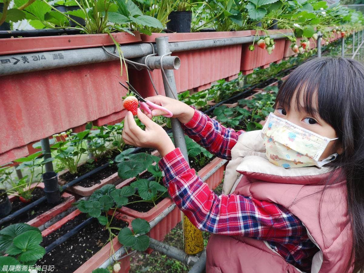 玩整天也不膩!台北「親子農場」體驗焢窯+挖地瓜,還能採草莓、蘿蔔糕DIY 玩整天也不膩!台北「親子農場」體驗焢窯+挖地瓜,還能採草莓、蘿蔔糕DIY