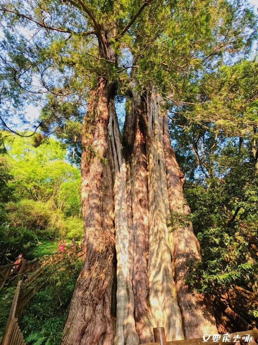 朝聖全台第一大神木!北中南6大神木景點:樹洞驚見「小台灣」、巨木棧道 朝聖全台第一大神木!北中南6大神木景點:樹洞驚見「小台灣」、巨木棧道