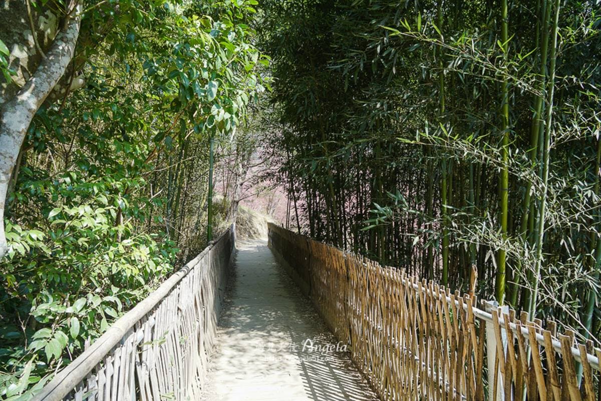 朝聖全台第一大神木!北中南6大神木景點:樹洞驚見「小台灣」、巨木棧道 朝聖全台第一大神木!北中南6大神木景點:樹洞驚見「小台灣」、巨木棧道
