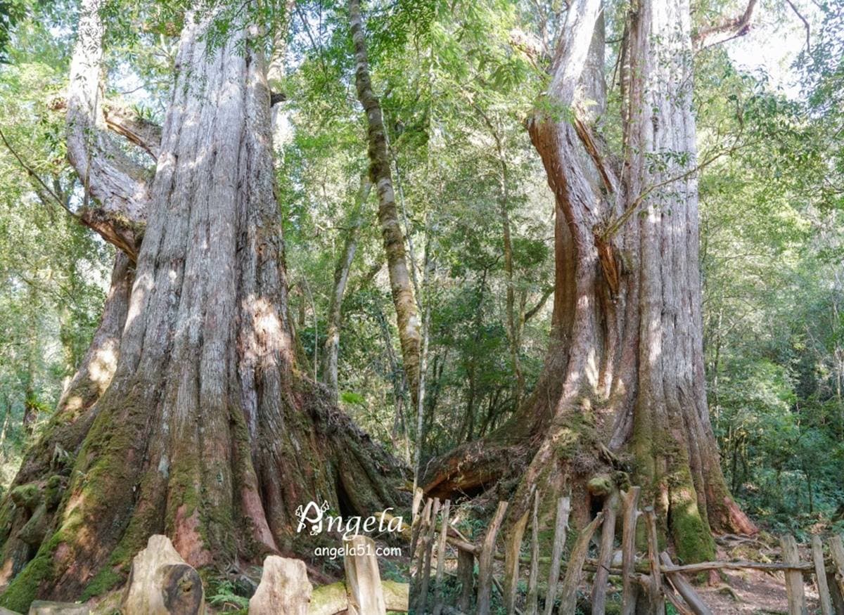 朝聖全台第一大神木!北中南6大神木景點:樹洞驚見「小台灣」、巨木棧道 朝聖全台第一大神木!北中南6大神木景點:樹洞驚見「小台灣」、巨木棧道