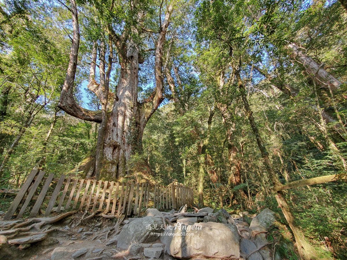朝聖全台第一大神木!北中南6大神木景點:樹洞驚見「小台灣」、巨木棧道 朝聖全台第一大神木!北中南6大神木景點:樹洞驚見「小台灣」、巨木棧道