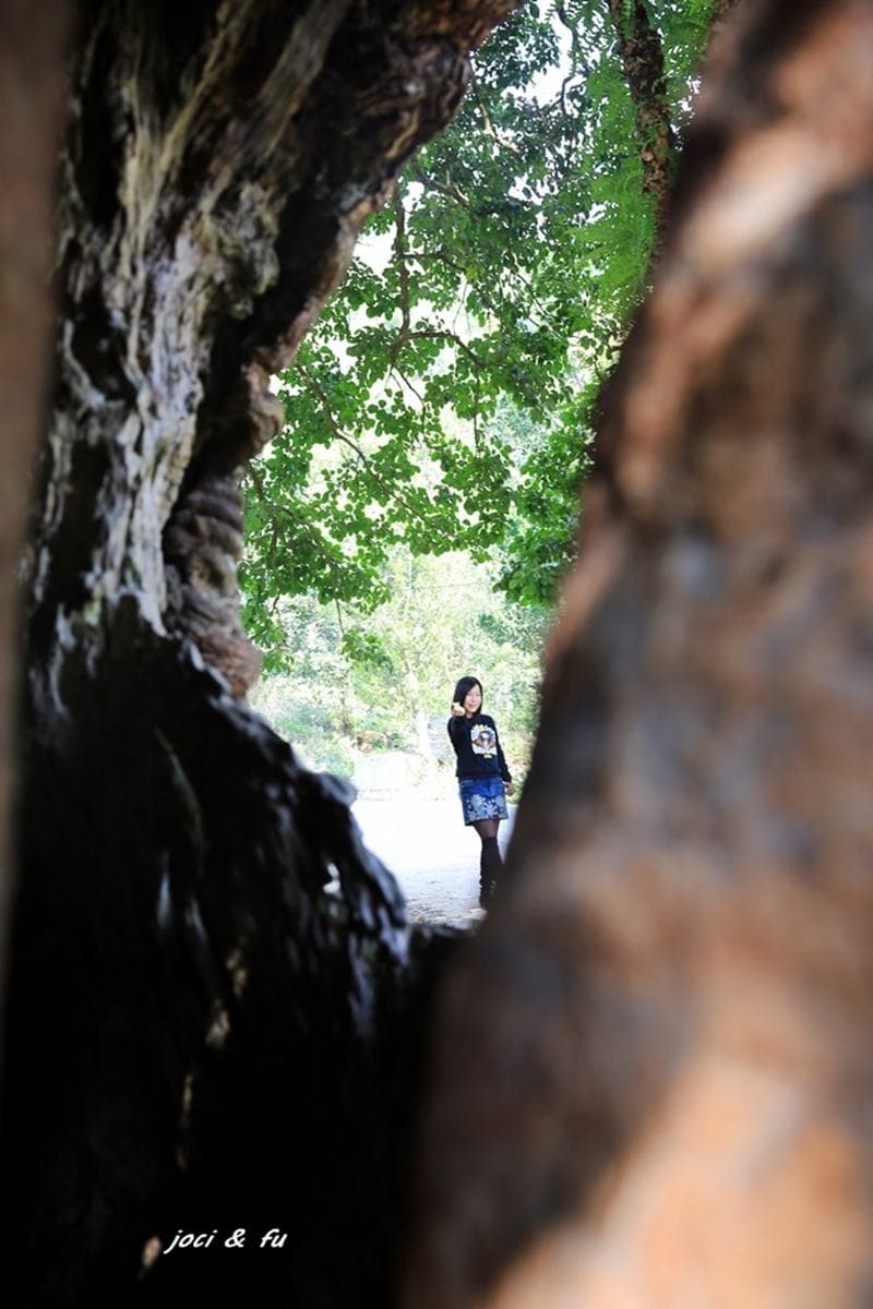 朝聖全台第一大神木!北中南6大神木景點:樹洞驚見「小台灣」、巨木棧道 朝聖全台第一大神木!北中南6大神木景點:樹洞驚見「小台灣」、巨木棧道