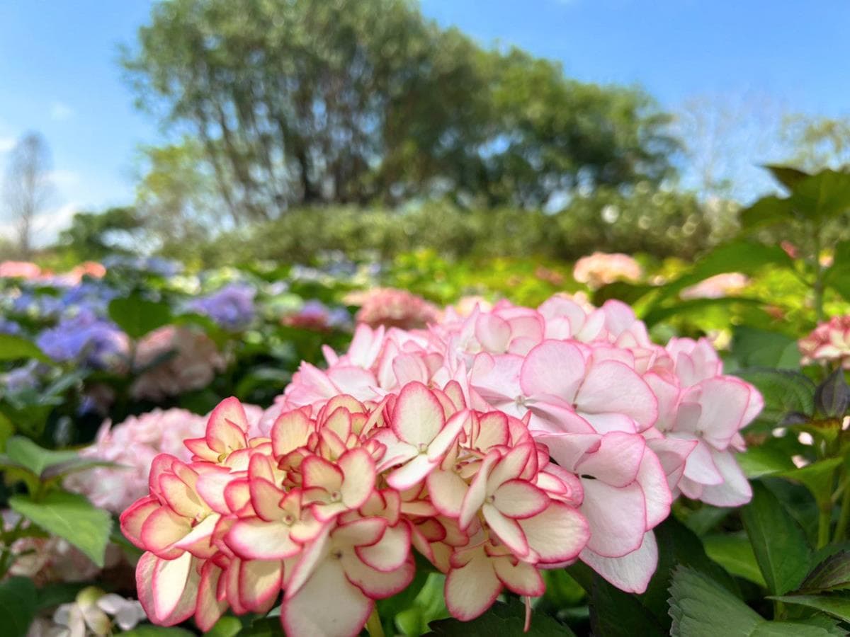 228連假美拍「繡球花海」!2022台北杜鵑花季來了,還能賞薰衣草、走落羽松步道 228連假美拍「繡球花海」!2022台北杜鵑花季來了,還能賞薰衣草、走落羽松步道