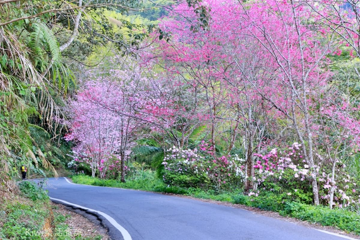 周子瑜也來過!嘉義賞花秘境「紅白櫻花」開滿山頭,還有絕美山景可以打卡 周子瑜也來過!嘉義賞花秘境「紅白櫻花」開滿山頭,還有絕美山景可以打卡