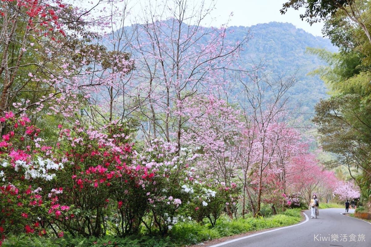 周子瑜也來過!嘉義賞花秘境「紅白櫻花」開滿山頭,還有絕美山景可以打卡 周子瑜也來過!嘉義賞花秘境「紅白櫻花」開滿山頭,還有絕美山景可以打卡