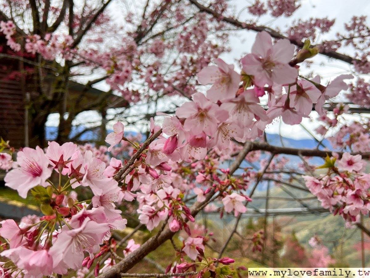 不只武陵農場滿開!北部6大「賞櫻勝地」浪漫暴棚,打卡櫻花隧道、粉櫻祕境 不只武陵農場滿開!北部6大「賞櫻勝地」浪漫暴棚,打卡櫻花隧道、粉櫻祕境