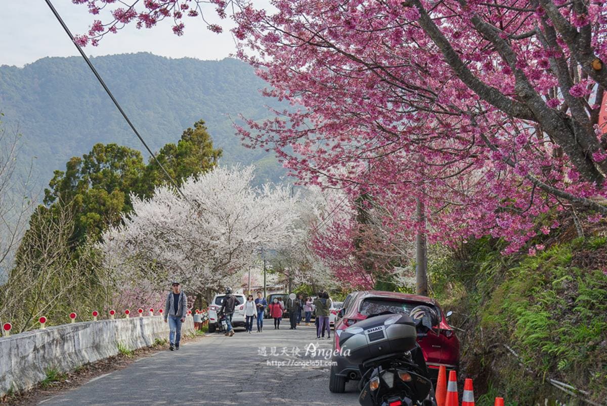 不只武陵農場滿開!北部6大「賞櫻勝地」浪漫暴棚,打卡櫻花隧道、粉櫻祕境 不只武陵農場滿開!北部6大「賞櫻勝地」浪漫暴棚,打卡櫻花隧道、粉櫻祕境
