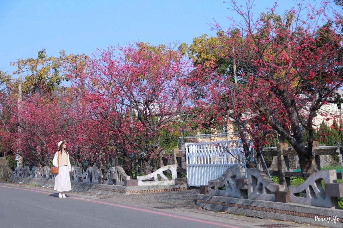 228連假衝台中!打卡300公尺炮仗花牆、千坪櫻花公園,順路吃超有哏地獄炒飯 228連假衝台中!打卡300公尺炮仗花牆、千坪櫻花公園,順路吃超有哏地獄炒飯