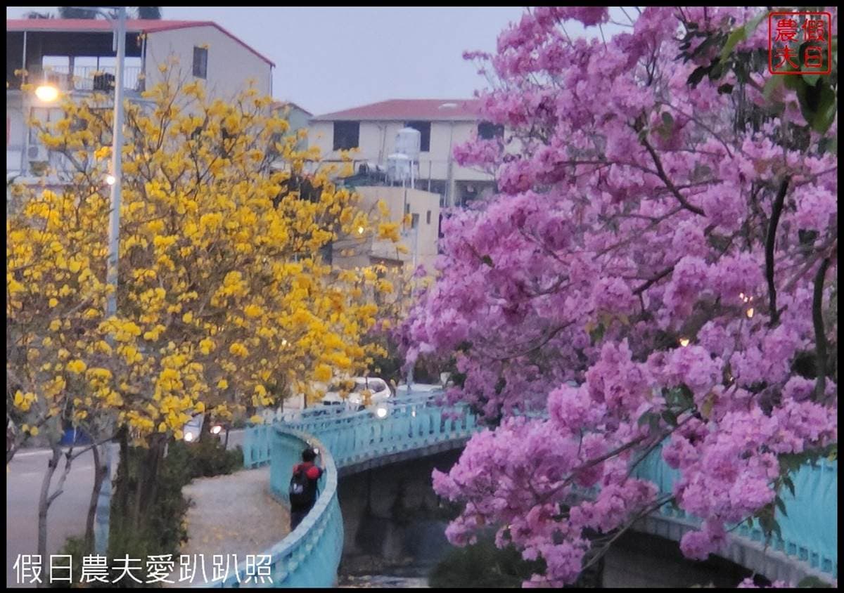 全台最美人行道在這!整條「雙色黃花風鈴木」好拍又吸睛,打卡超繽紛花海照 全台最美人行道在這!整條「雙色黃花風鈴木」好拍又吸睛,打卡超繽紛花海照