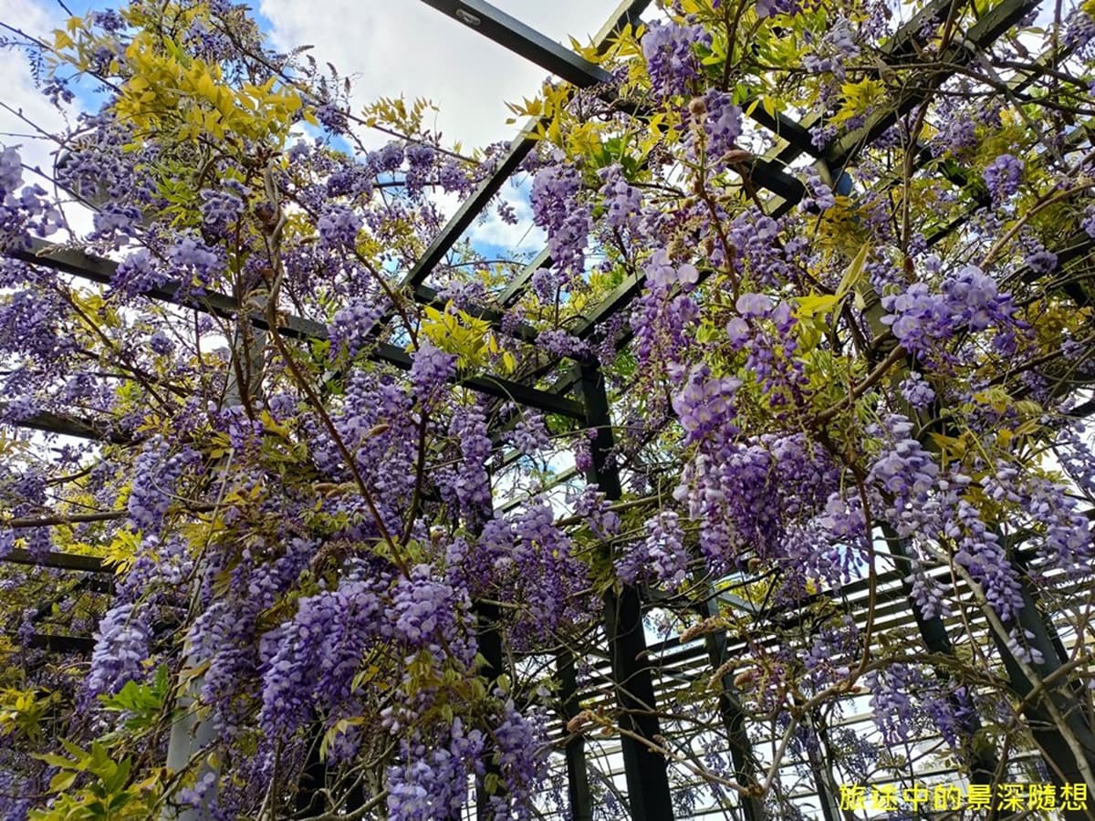 紫藤花棚旁嗑好料!高CP值「無菜單料理」1人只要300元,還能賞超夢幻花海 紫藤花棚旁嗑好料!高CP值「無菜單料理」1人只要300元,還能賞超夢幻花海