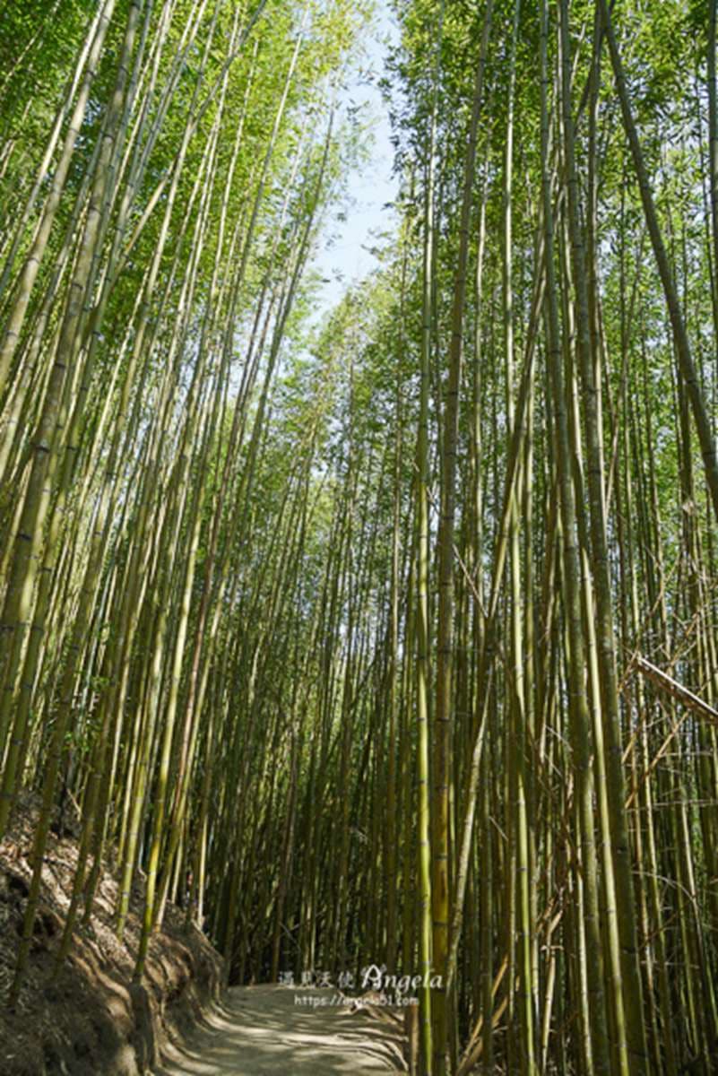 秒飛京都嵐山!北中南8大竹林景點:廢棄鐵牛車祕境、《臥虎藏龍》場景重現 秒飛京都嵐山!北中南8大竹林景點:廢棄鐵牛車祕境、《臥虎藏龍》場景重現