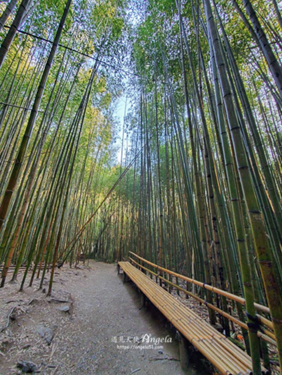 秒飛京都嵐山!北中南8大竹林景點:廢棄鐵牛車祕境、《臥虎藏龍》場景重現 秒飛京都嵐山!北中南8大竹林景點:廢棄鐵牛車祕境、《臥虎藏龍》場景重現