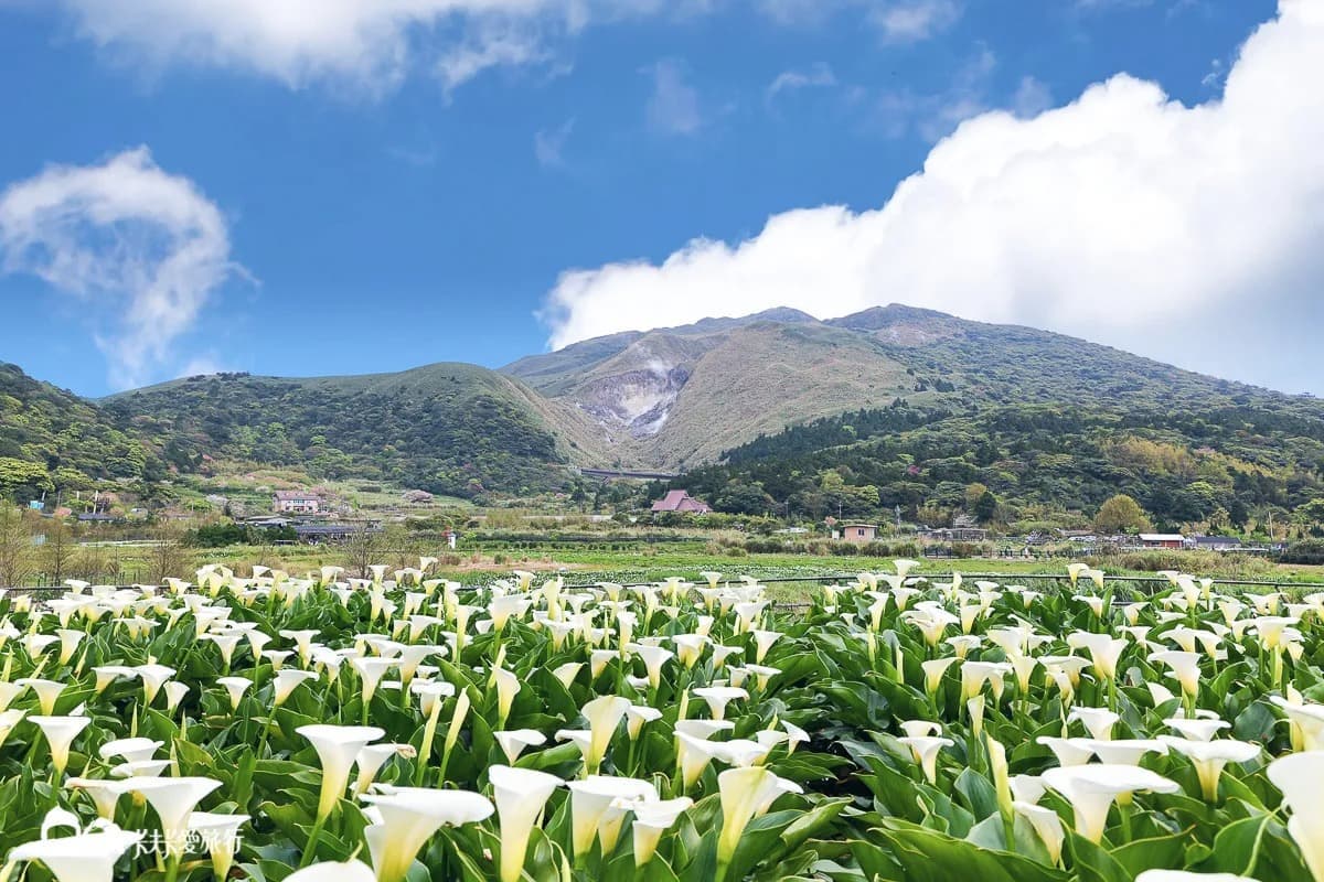 海芋開了!快衝陽明山打卡白色波浪,網美最愛花海鞦韆「這裡」拍 海芋開了!快衝陽明山打卡白色波浪,網美最愛花海鞦韆「這裡」拍