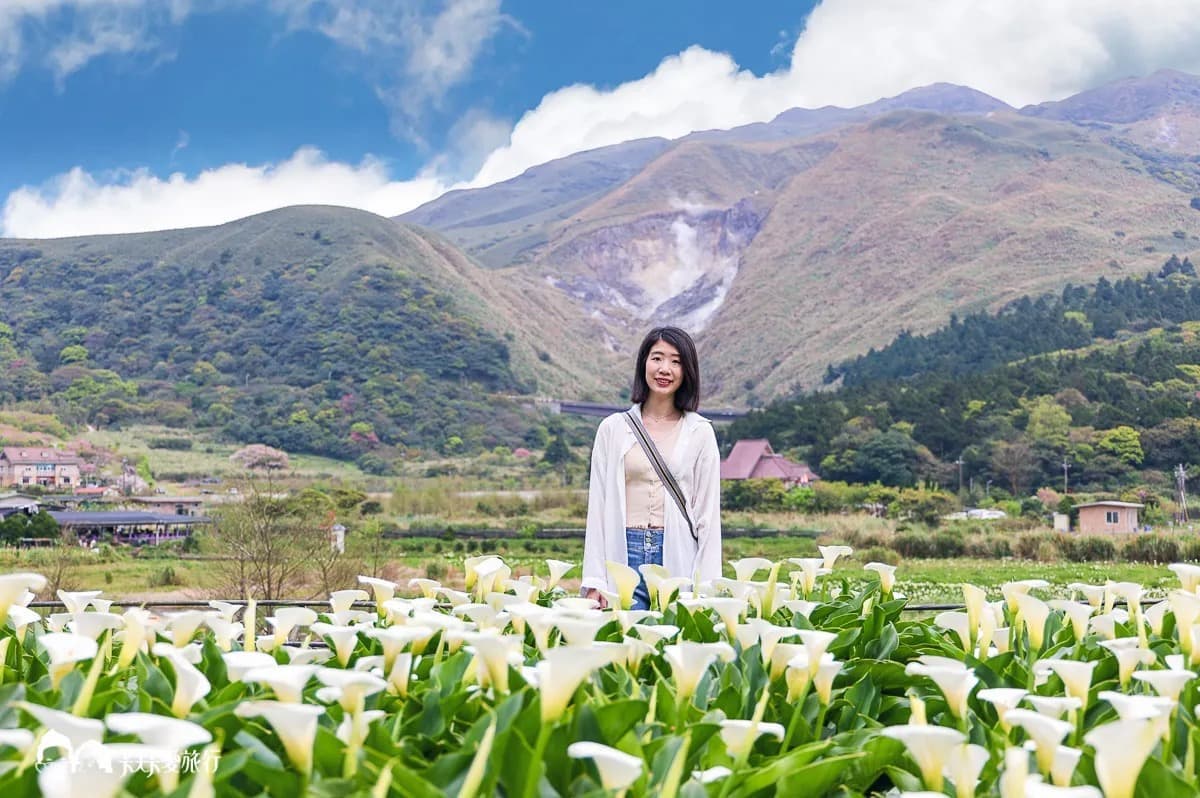 海芋開了!快衝陽明山打卡白色波浪,網美最愛花海鞦韆「這裡」拍 海芋開了!快衝陽明山打卡白色波浪,網美最愛花海鞦韆「這裡」拍