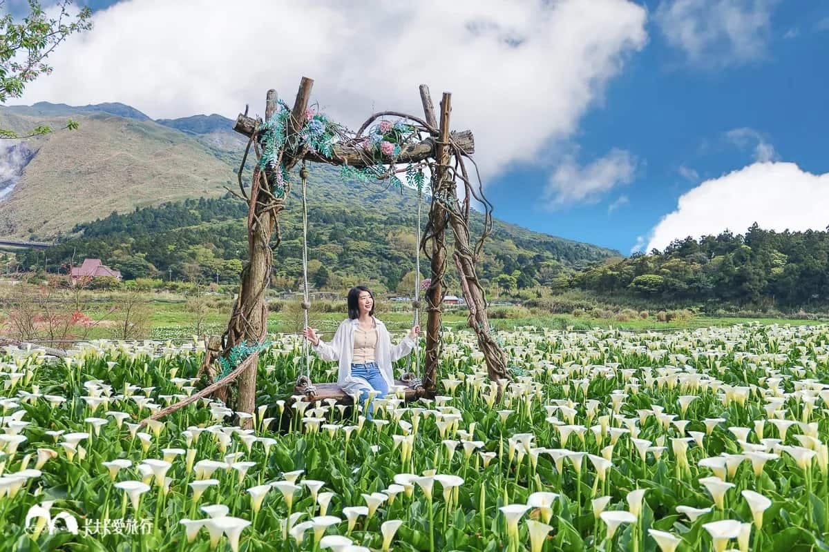 海芋開了!快衝陽明山打卡白色波浪,網美最愛花海鞦韆「這裡」拍 海芋開了!快衝陽明山打卡白色波浪,網美最愛花海鞦韆「這裡」拍