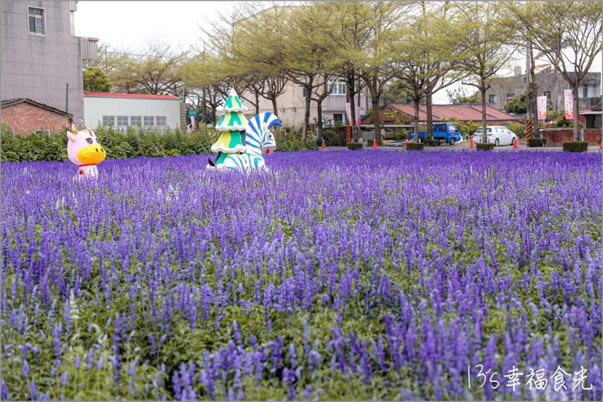 一次賞3色花田!「2022蜀葵花季」綻放比人高,絕美鼠尾草、百日草美翻 一次賞3色花田!「2022蜀葵花季」綻放比人高,絕美鼠尾草、百日草美翻