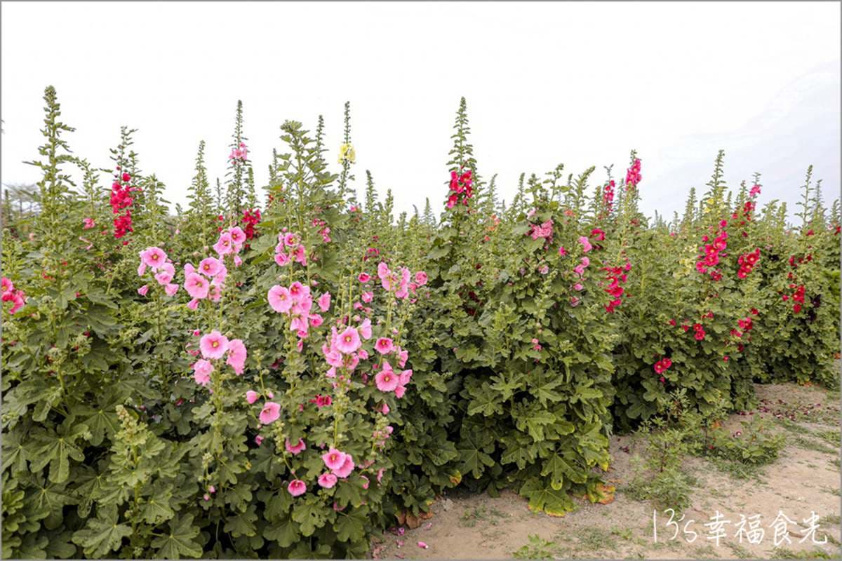 一次賞3色花田!「2022蜀葵花季」綻放比人高,絕美鼠尾草、百日草美翻 一次賞3色花田!「2022蜀葵花季」綻放比人高,絕美鼠尾草、百日草美翻