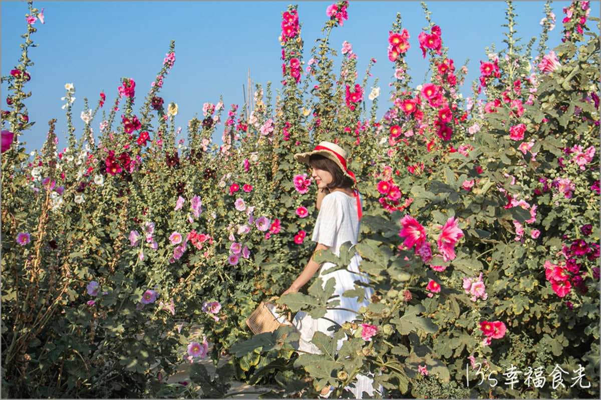 一次賞3色花田!「2022蜀葵花季」綻放比人高,絕美鼠尾草、百日草美翻 一次賞3色花田!「2022蜀葵花季」綻放比人高,絕美鼠尾草、百日草美翻