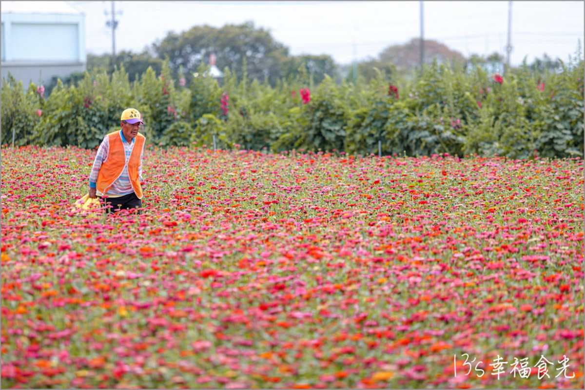 一次賞3色花田!「2022蜀葵花季」綻放比人高,絕美鼠尾草、百日草美翻 一次賞3色花田!「2022蜀葵花季」綻放比人高,絕美鼠尾草、百日草美翻