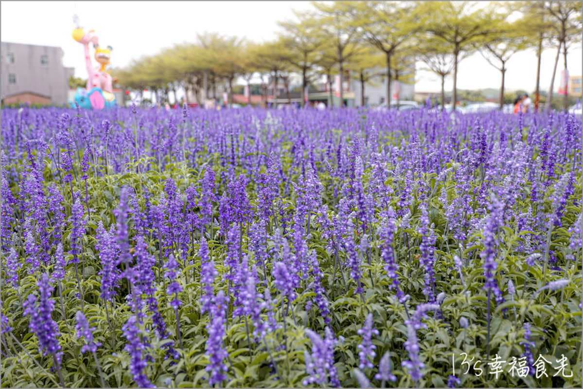 一次賞3色花田!「2022蜀葵花季」綻放比人高,絕美鼠尾草、百日草美翻 一次賞3色花田!「2022蜀葵花季」綻放比人高,絕美鼠尾草、百日草美翻