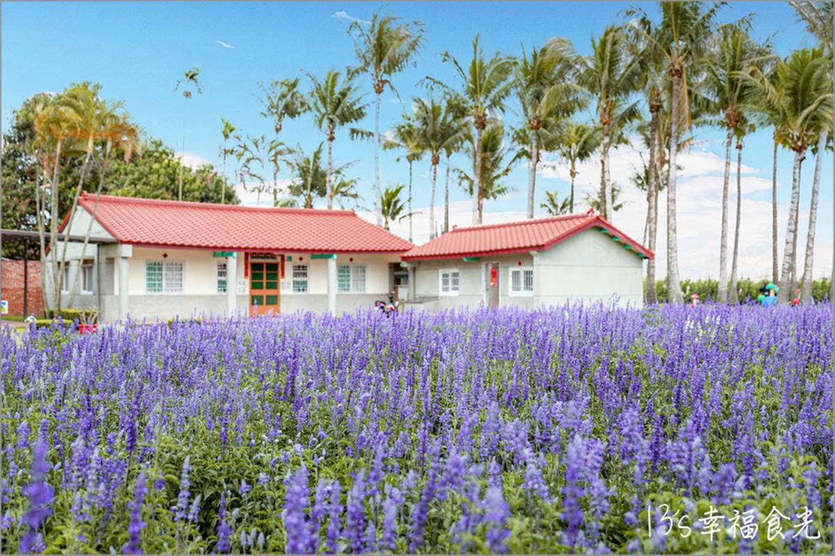 一次賞3色花田!「2022蜀葵花季」綻放比人高,絕美鼠尾草、百日草美翻 一次賞3色花田!「2022蜀葵花季」綻放比人高,絕美鼠尾草、百日草美翻