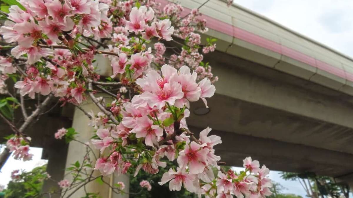 一出捷運站就能打卡!200株富士櫻大爆發,衝隱藏版「粉紅線」拍美照 一出捷運站就能打卡!200株富士櫻大爆發,衝隱藏版「粉紅線」拍美照