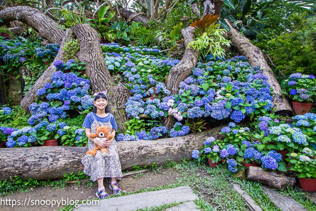 仙氣爆棚!5大繡球花美拍景點:占地8000坪拍到手痠、秒飛日本「花叢神社」 仙氣爆棚!5大繡球花美拍景點:占地8000坪拍到手痠、秒飛日本「花叢神社」