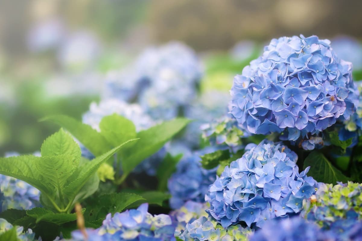 初夏限定!「2022竹子湖繡球花季」登場,順遊景點+風味餐+花藝DIY只要600元 初夏限定!「2022竹子湖繡球花季」登場,順遊景點+風味餐+花藝DIY只要600元