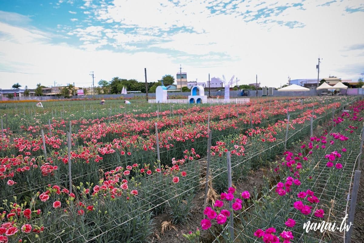 錯過等明年!占地1公頃「康乃馨漸層花田」在這,加碼地中海造景好拍到手痠 錯過等明年!占地1公頃「康乃馨漸層花田」在這,加碼地中海造景好拍到手痠