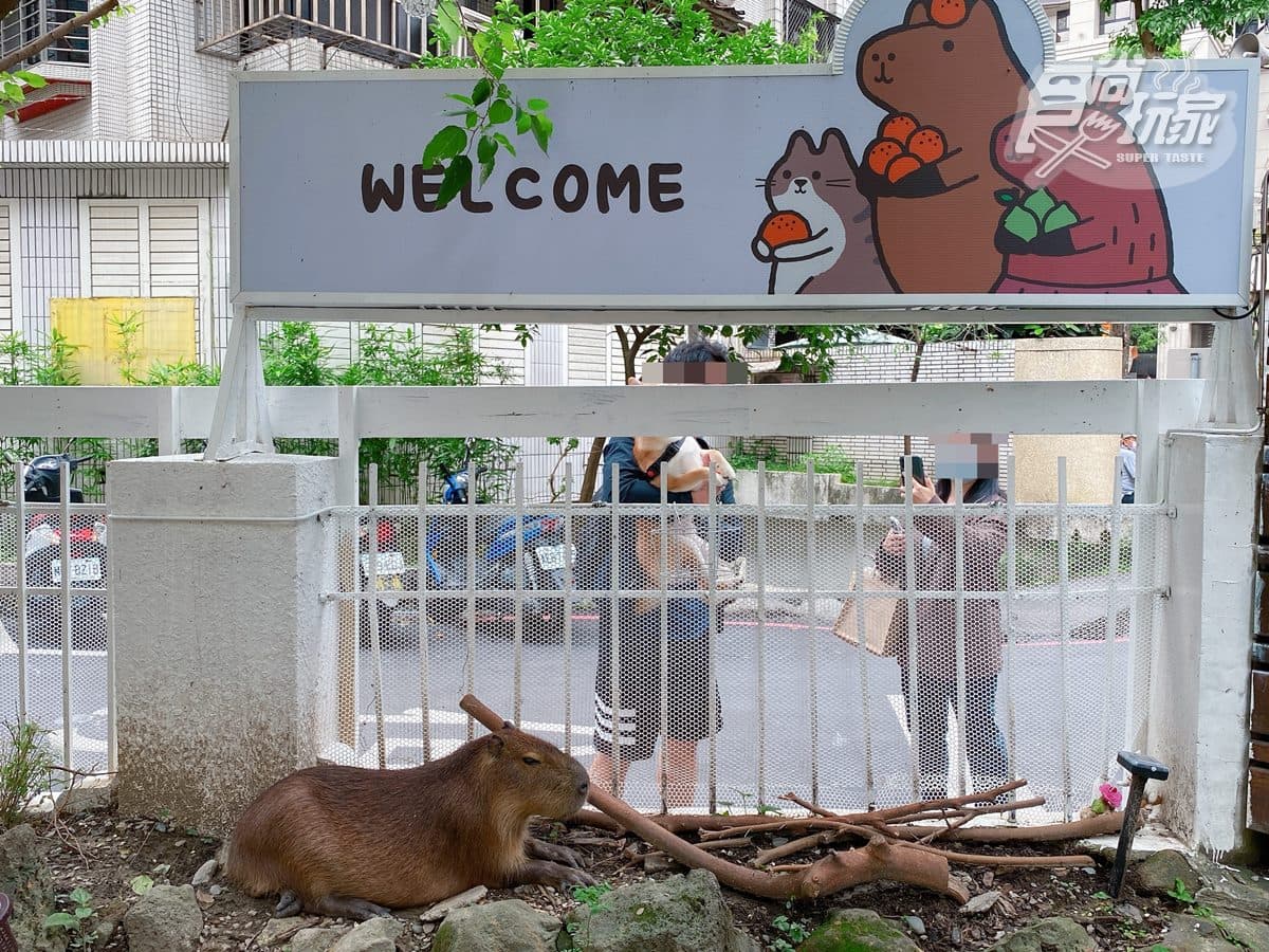 【新開店】免衝宜蘭!新北首家「水豚主題餐廳」,必拍柯爾鴨、超可愛雞蛋糕 【新開店】免衝宜蘭!新北首家「水豚主題餐廳」,必拍柯爾鴨、超可愛雞蛋糕