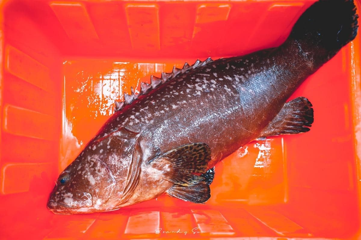 全台獨家火烤兩吃!龍膽石斑、職人手釣鮮魚吃到飽,澎湖直送爆汁生蠔也必搶 全台獨家火烤兩吃!龍膽石斑、職人手釣鮮魚吃到飽,澎湖直送爆汁生蠔也必搶