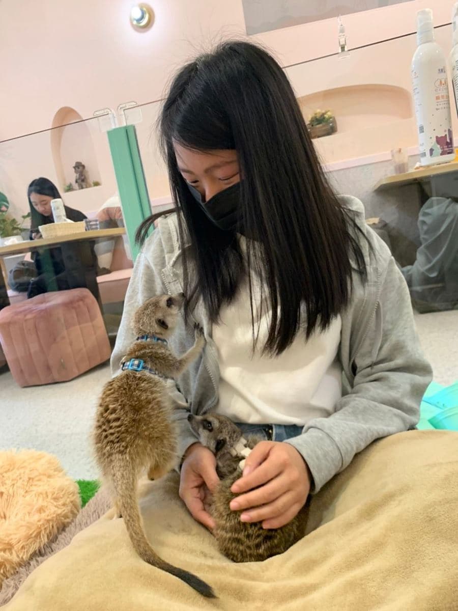 與狐獴寶寶抱抱!台北主題餐廳推超萌「狐獴互動區」,甜點必嘗爆量香蕉鬆餅 與狐獴寶寶抱抱!台北主題餐廳推超萌「狐獴互動區」,甜點必嘗爆量香蕉鬆餅