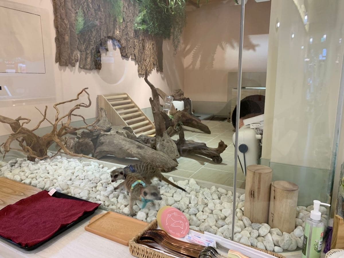 與狐獴寶寶抱抱!台北主題餐廳推超萌「狐獴互動區」,甜點必嘗爆量香蕉鬆餅 與狐獴寶寶抱抱!台北主題餐廳推超萌「狐獴互動區」,甜點必嘗爆量香蕉鬆餅