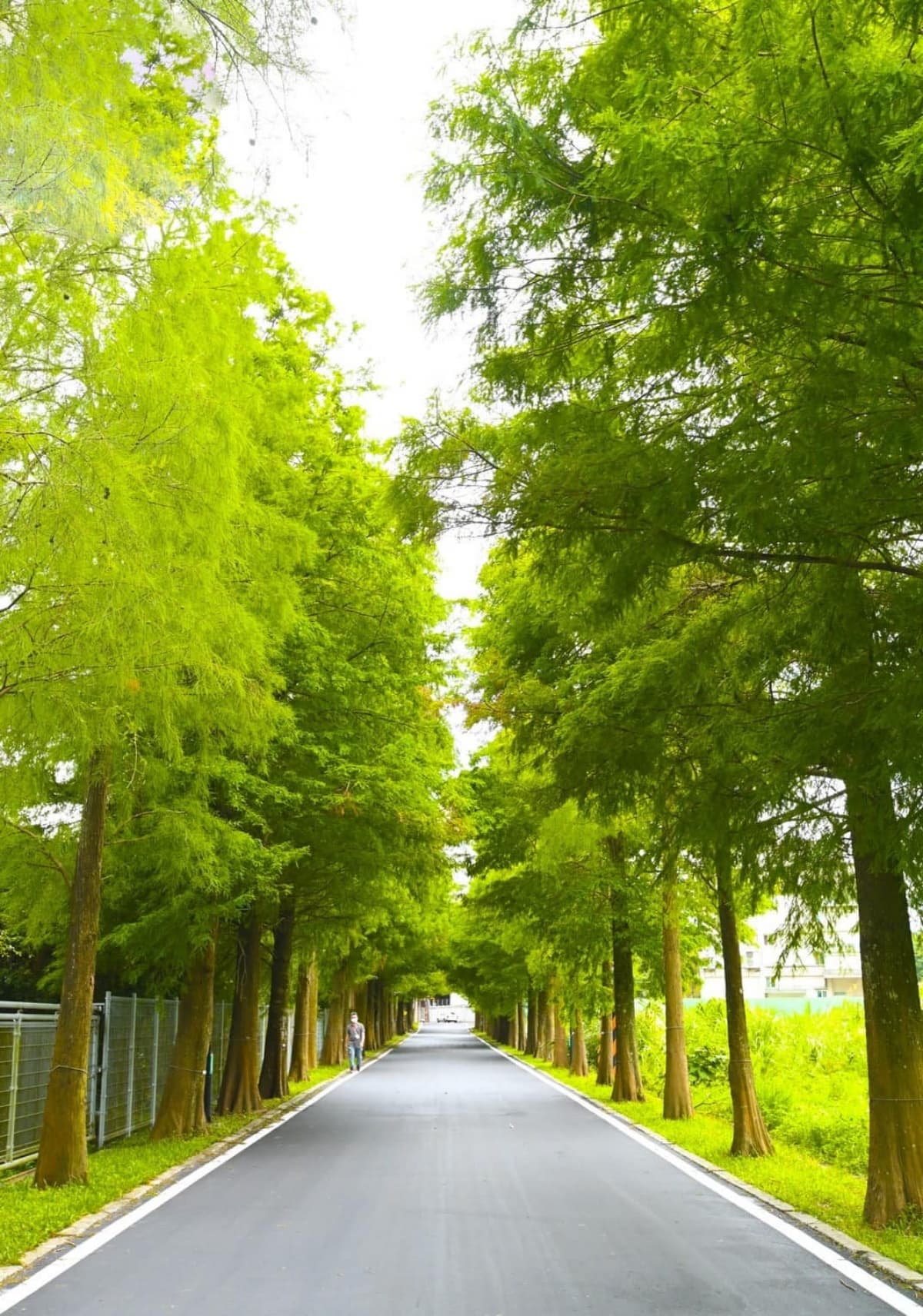 打卡300棵落羽松隧道!桃園最新「落羽松公園」啟用,還有觀景台、水岸 打卡300棵落羽松隧道!桃園最新「落羽松公園」啟用,還有觀景台、水岸