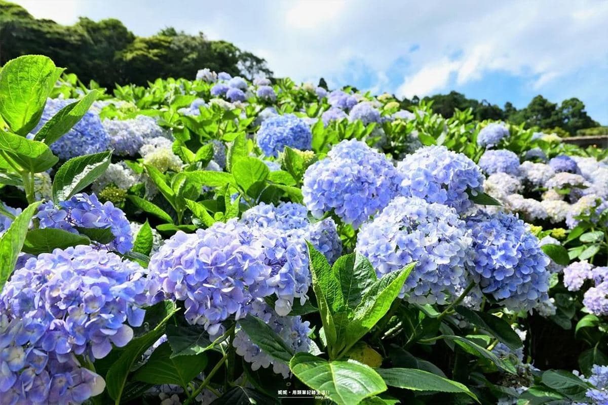 花仙子快追!陽明山「繡球花祕境」100元拍到手軟,梯田花海+日式鳥居美翻 花仙子快追!陽明山「繡球花祕境」100元拍到手軟,梯田花海+日式鳥居美翻