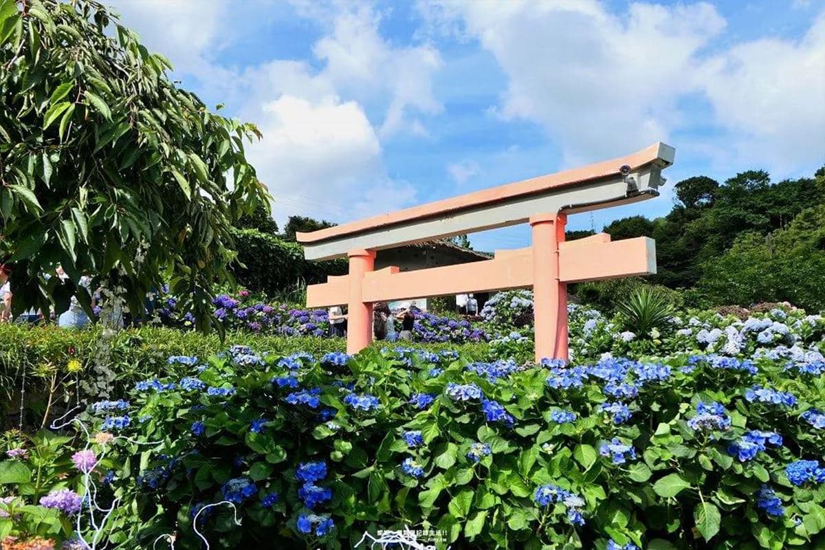 花仙子快追!陽明山「繡球花祕境」100元拍到手軟,梯田花海+日式鳥居美翻 花仙子快追!陽明山「繡球花祕境」100元拍到手軟,梯田花海+日式鳥居美翻