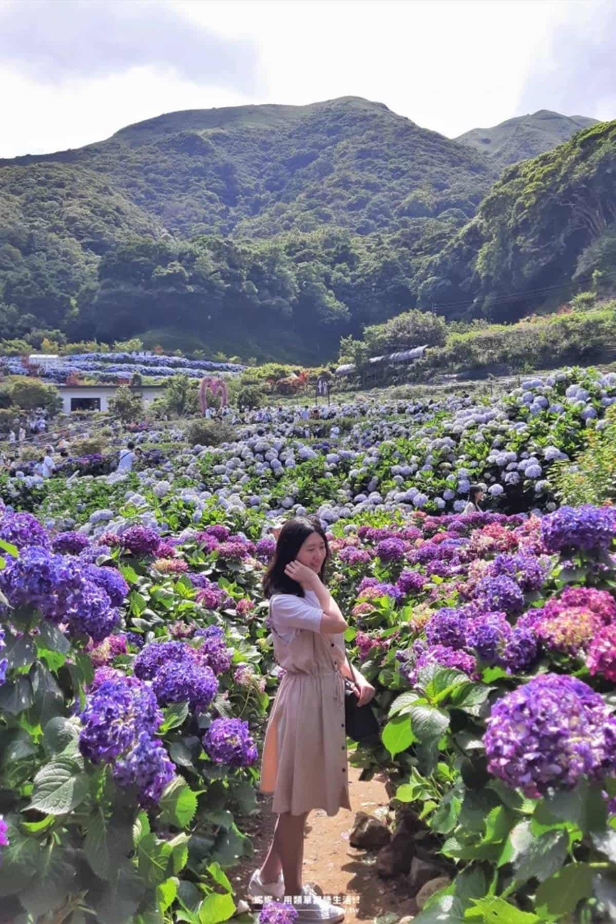花仙子快追!陽明山「繡球花祕境」100元拍到手軟,梯田花海+日式鳥居美翻 花仙子快追!陽明山「繡球花祕境」100元拍到手軟,梯田花海+日式鳥居美翻