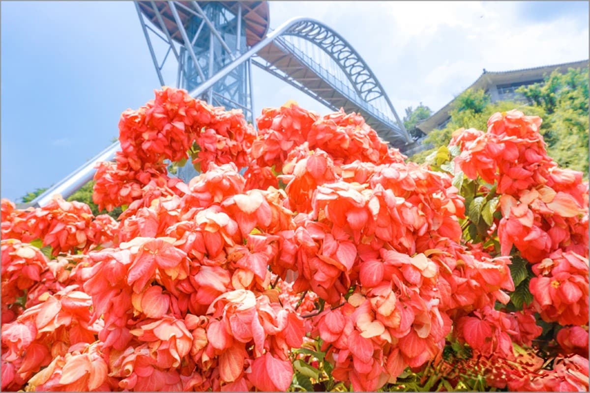 IG暴紅!曾文水庫「夢幻粉萼花海」大爆發,加碼「360度觀景台」遠眺絕美湖景 IG暴紅!曾文水庫「夢幻粉萼花海」大爆發,加碼「360度觀景台」遠眺絕美湖景