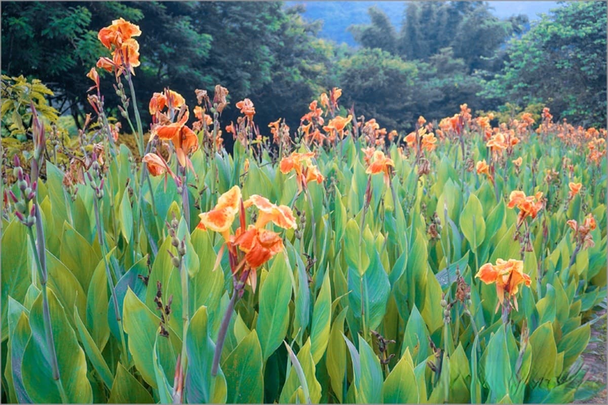 IG暴紅!曾文水庫「夢幻粉萼花海」大爆發,加碼「360度觀景台」遠眺絕美湖景 IG暴紅!曾文水庫「夢幻粉萼花海」大爆發,加碼「360度觀景台」遠眺絕美湖景