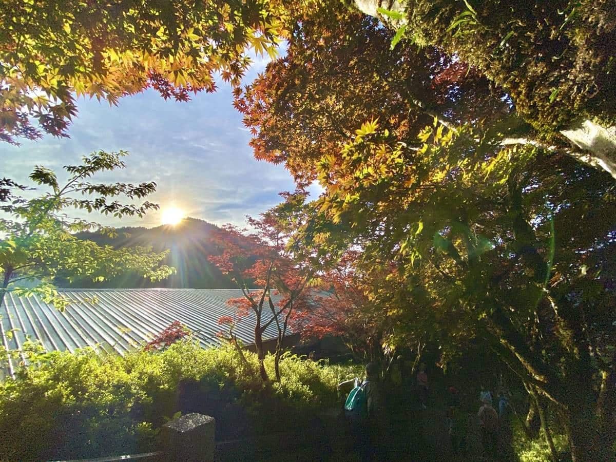 提早凌晨4點開園!暑假避暑衝「太平山森林遊樂區」,賞日出美景、搭蹦蹦車 提早凌晨4點開園!暑假避暑衝「太平山森林遊樂區」,賞日出美景、搭蹦蹦車