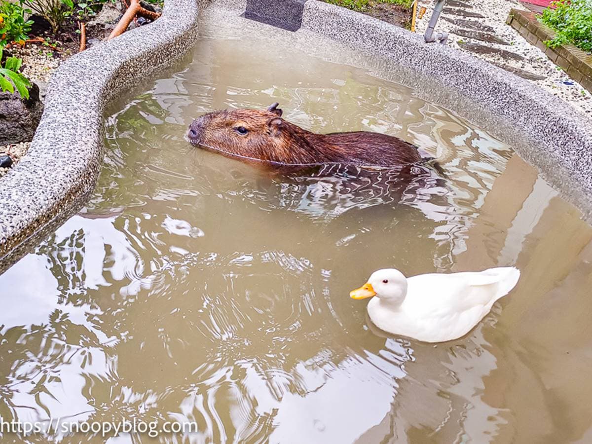 最萌生物出沒全台!5處水豚君景點快衝:近距離互動、造型雞蛋糕、水豚店長 最萌生物出沒全台!5處水豚君景點快衝:近距離互動、造型雞蛋糕、水豚店長