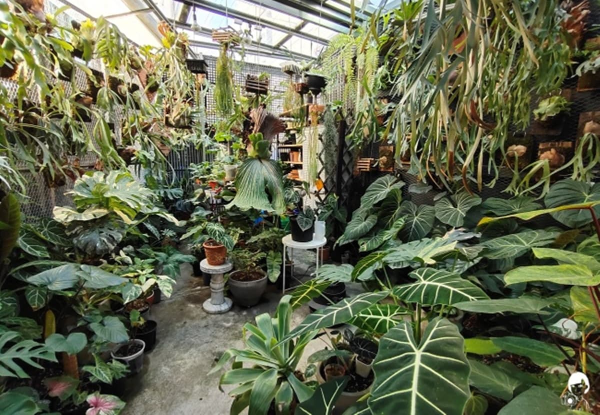 誤闖植物園?台中「森林系咖啡廳」被綠植圍繞超療癒,昭和布丁Q彈帶紅茶香 誤闖植物園?台中「森林系咖啡廳」被綠植圍繞超療癒,昭和布丁Q彈帶紅茶香
