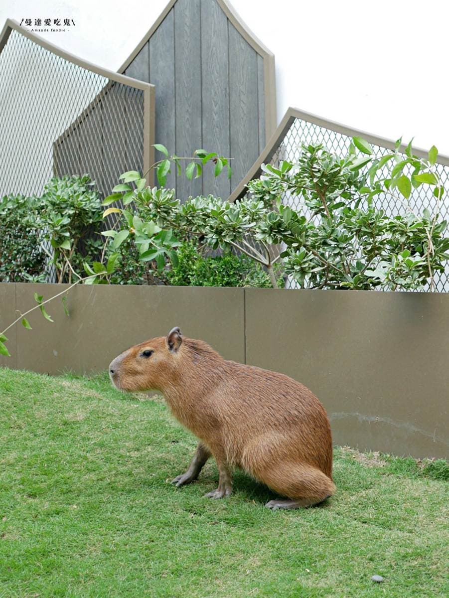 最萌生物出沒全台!5處水豚君景點快衝:近距離互動、造型雞蛋糕、水豚店長 最萌生物出沒全台!5處水豚君景點快衝:近距離互動、造型雞蛋糕、水豚店長