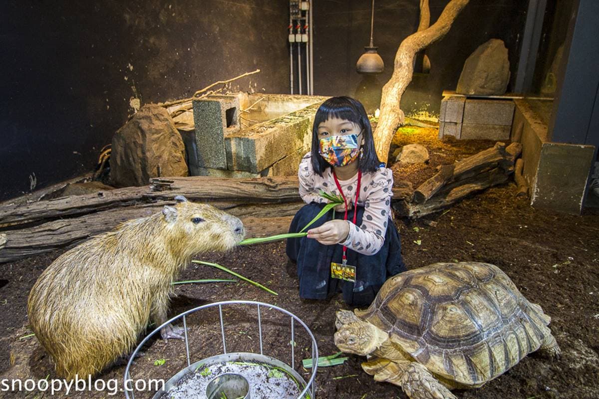 最萌生物出沒全台!5處水豚君景點快衝:近距離互動、造型雞蛋糕、水豚店長 最萌生物出沒全台!5處水豚君景點快衝:近距離互動、造型雞蛋糕、水豚店長