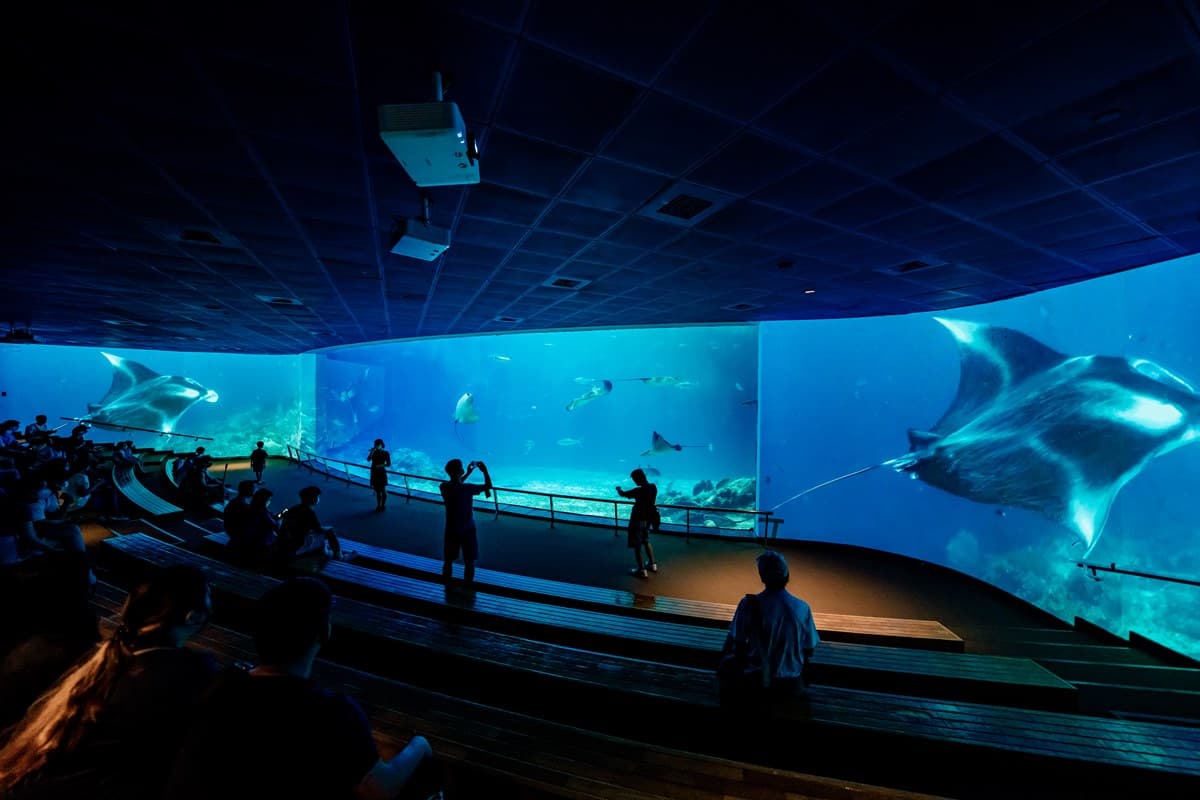 暑假衝「屏東海生館」!打卡「超萌魟魚」沉浸式投影,加碼2天1夜親子營 暑假衝「屏東海生館」!打卡「超萌魟魚」沉浸式投影,加碼2天1夜親子營