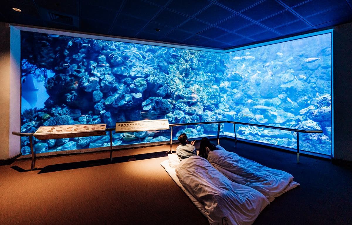 暑假衝「屏東海生館」!打卡「超萌魟魚」沉浸式投影,加碼2天1夜親子營 暑假衝「屏東海生館」!打卡「超萌魟魚」沉浸式投影,加碼2天1夜親子營