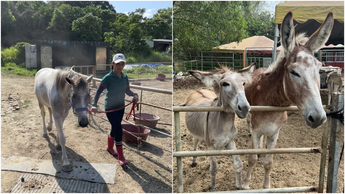 免門票「小型動物園」!近距離餵食迷你馬、羊駝,加碼小朋友最愛騎馬體驗 免門票「小型動物園」!近距離餵食迷你馬、羊駝,加碼小朋友最愛騎馬體驗